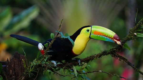 Birdlife in Costa Rica